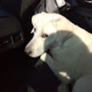 Meet your Posher, Kiley